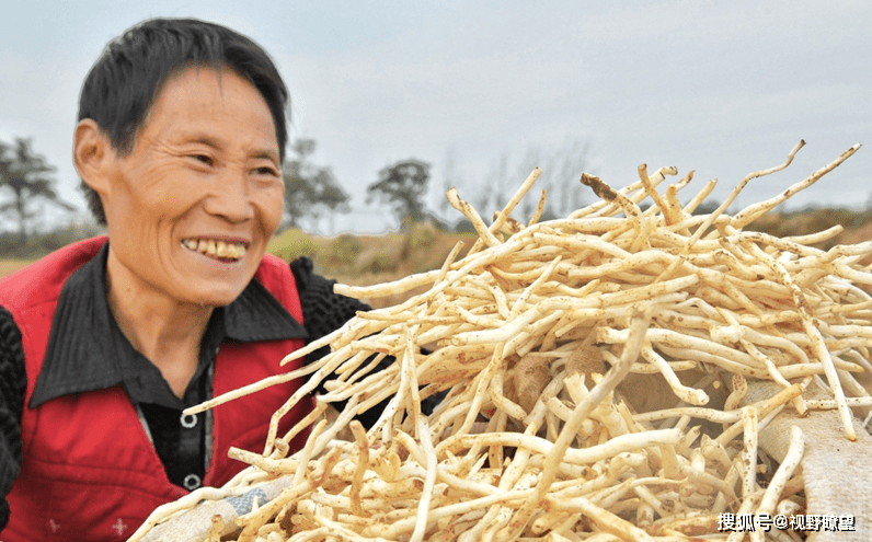 偃师山化镇银条丰收村民增收