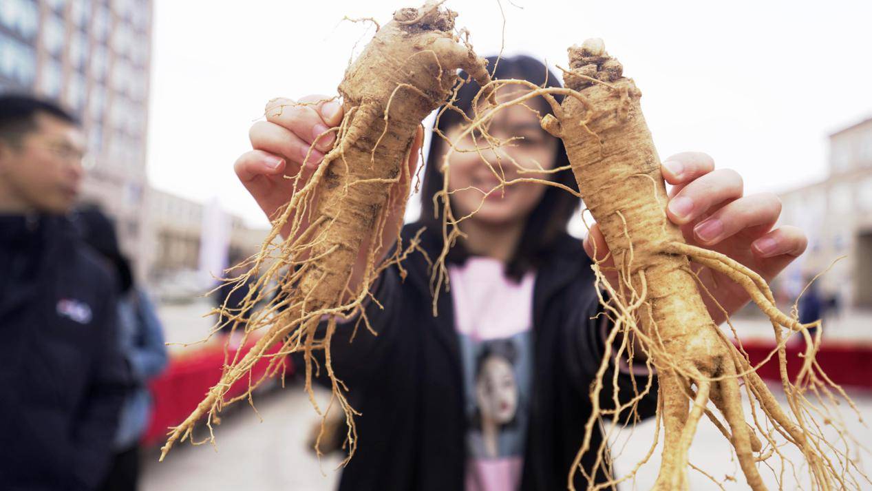 山东文登举办第六届西洋参文化节 助推产业进入"黄金期"_中国食品