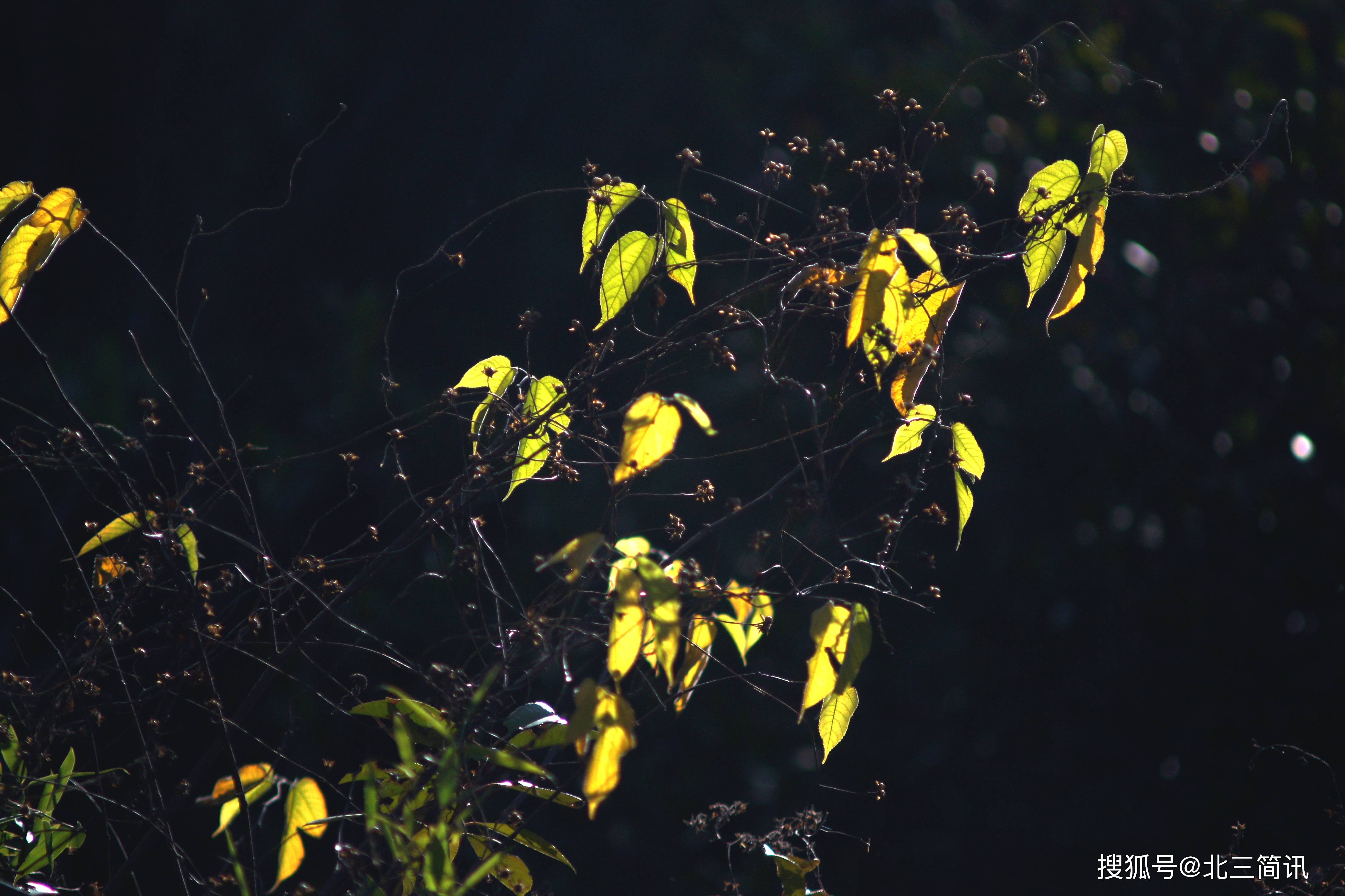 秋天的你秋夜的雨如诗如歌