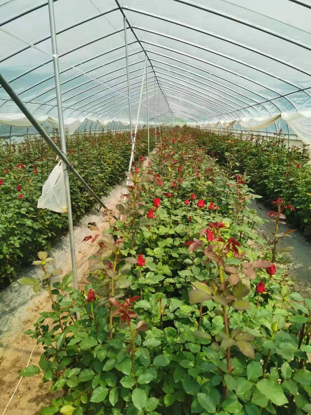 2019年投资280万元,已成功种植31栋(占地50亩)玫瑰花大棚,产品销往