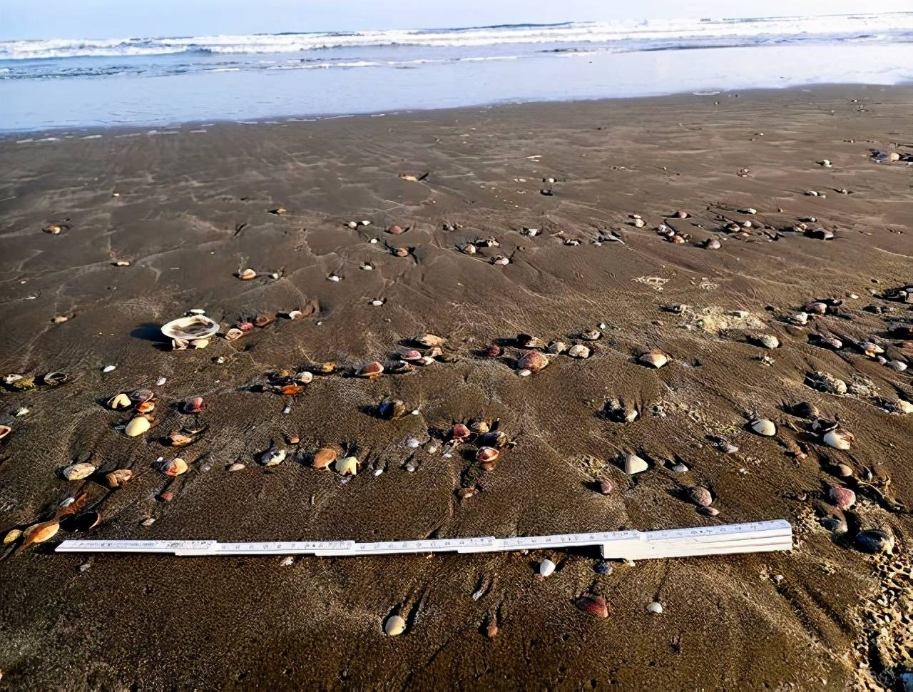 原创日本海滩惊现大量文蛤百年未见景象引民众捡拾或为地震前兆