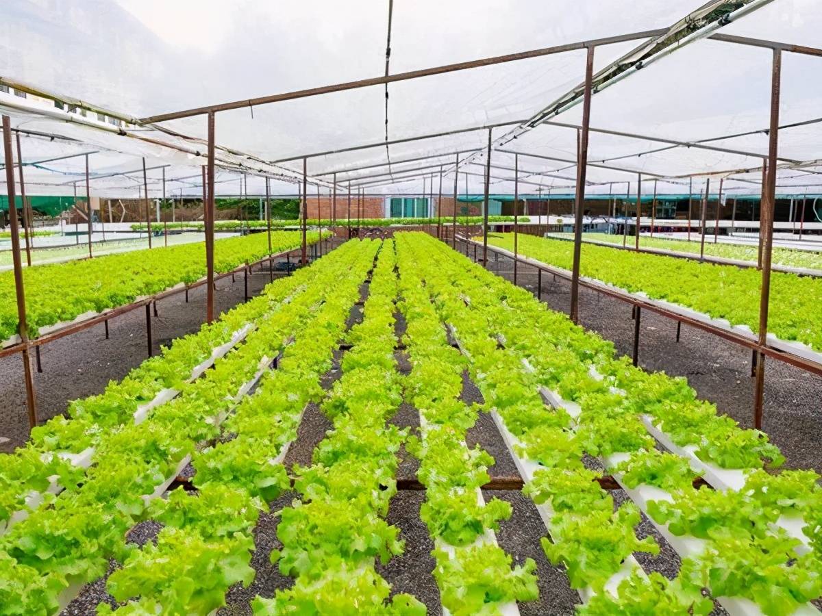 温室生菜栽培技术要领