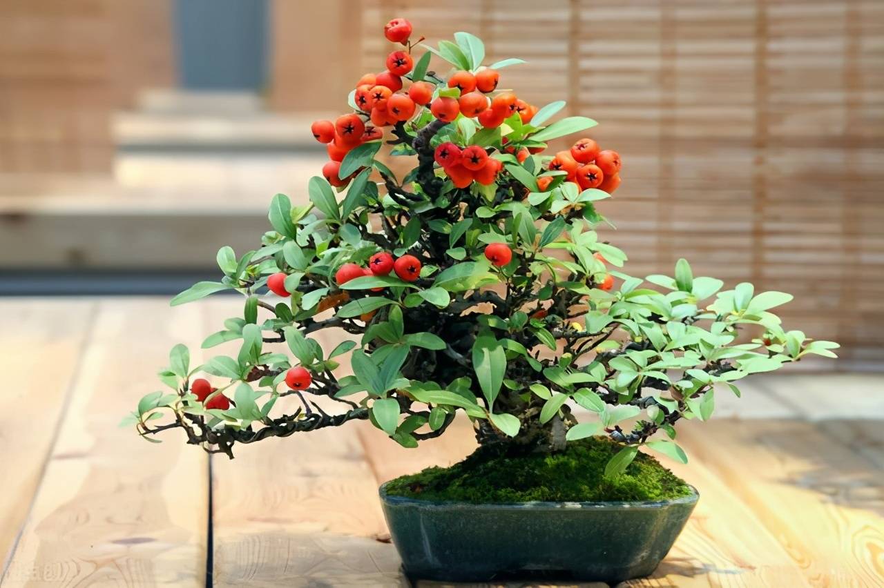 满山吉祥果农民当柴烧种到花盆里变成高端盆景