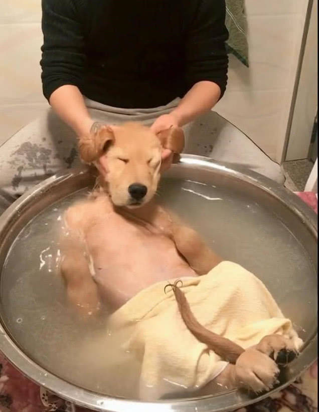 主人给金毛洗澡搞笑走红这货表情十足享受网友毛被拔光了吗