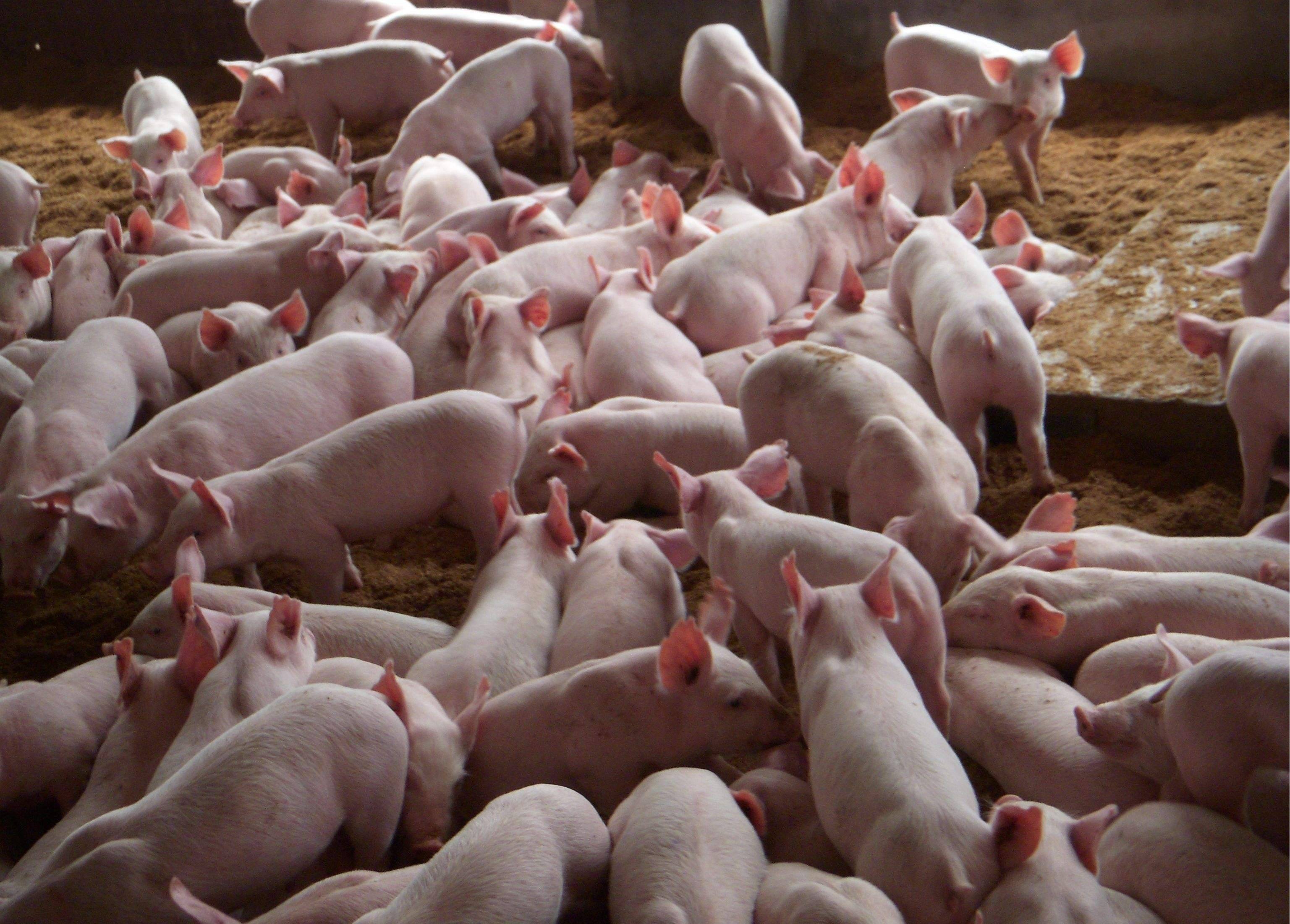 颠覆传统仔猪饲养,华畜证实酵母培养物对仔猪过渡大有裨益!