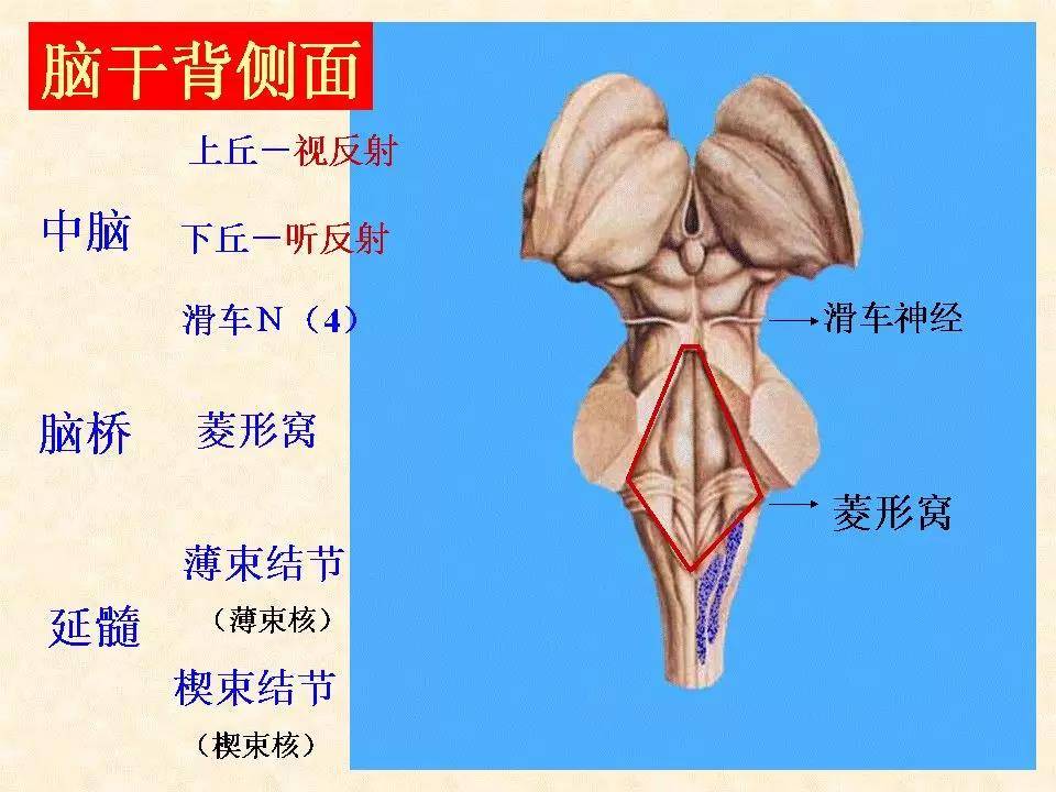 主要掌握脑的分部,端脑的表面结构-三沟五叶,基底核,纹状体,内囊及