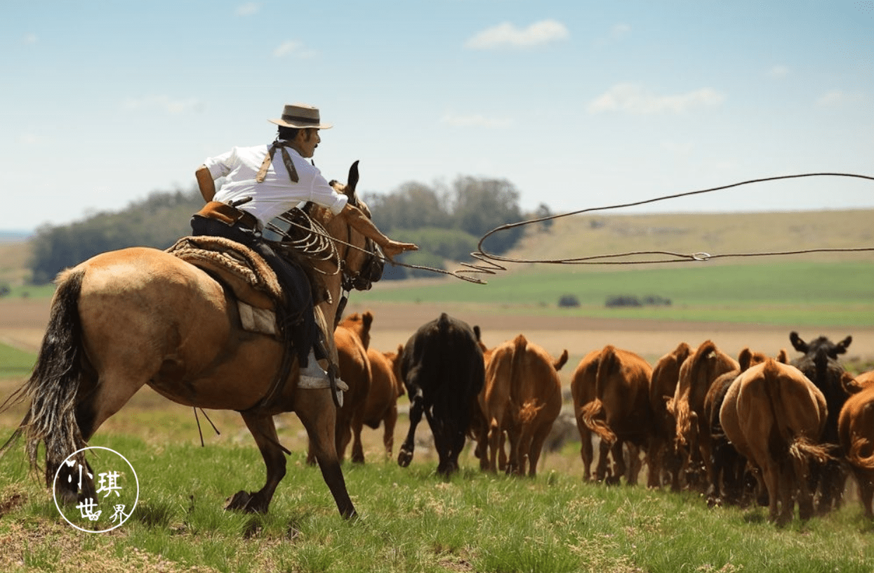 拥有5200万头牛的国家:誉为万牛之国,人均消耗牛肉是中国16.5倍