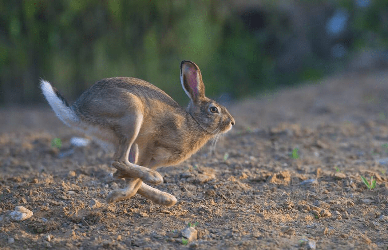 坏消息 野兔 成为了濒危物种,生物大灭绝真的出现了吗