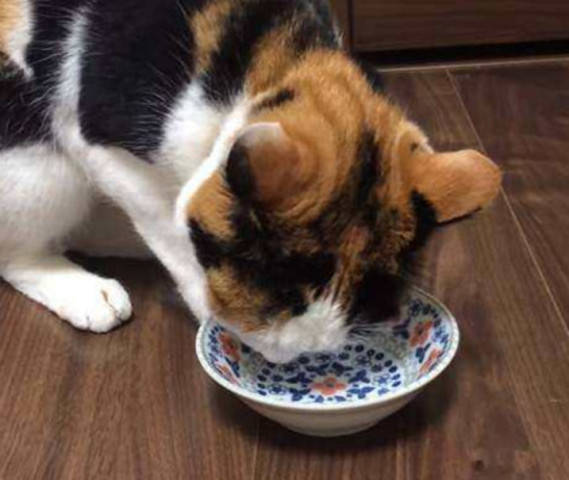 猫咪吃东西太急,各种姿势把碗翻个底朝天,主人都看尴尬了