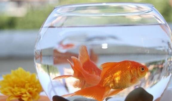 原创很多人喜欢养金鱼,但不知道从哪入手,养金鱼要从鱼缸的选择开始
