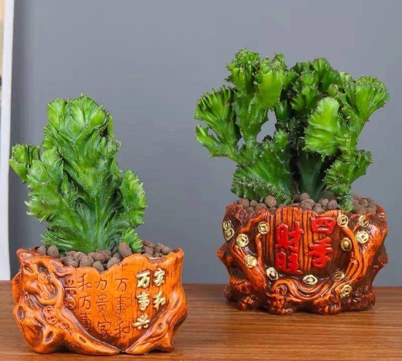 家里养一盆玉麒麟,霸气镇宅寓意好,半个月不浇水也旱不死!