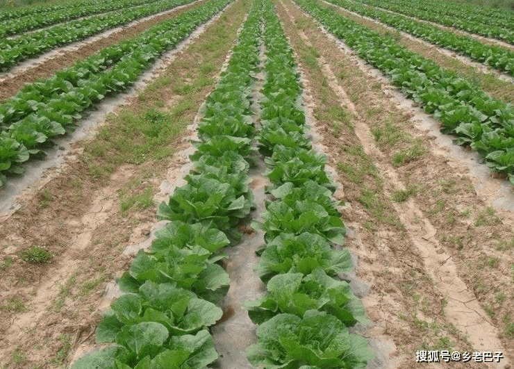 北方地區白菜應該在7月中旬種植,過早容易出現抽薹,過晚白菜生長時間