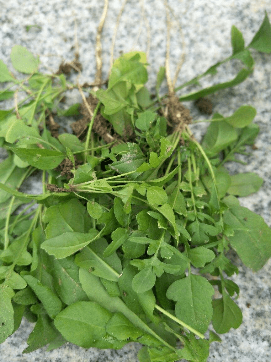 农村田地里常见的野菜,如今受到城里人的喜爱!