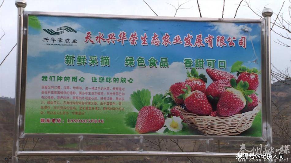 连翘树一棵年产多少斤