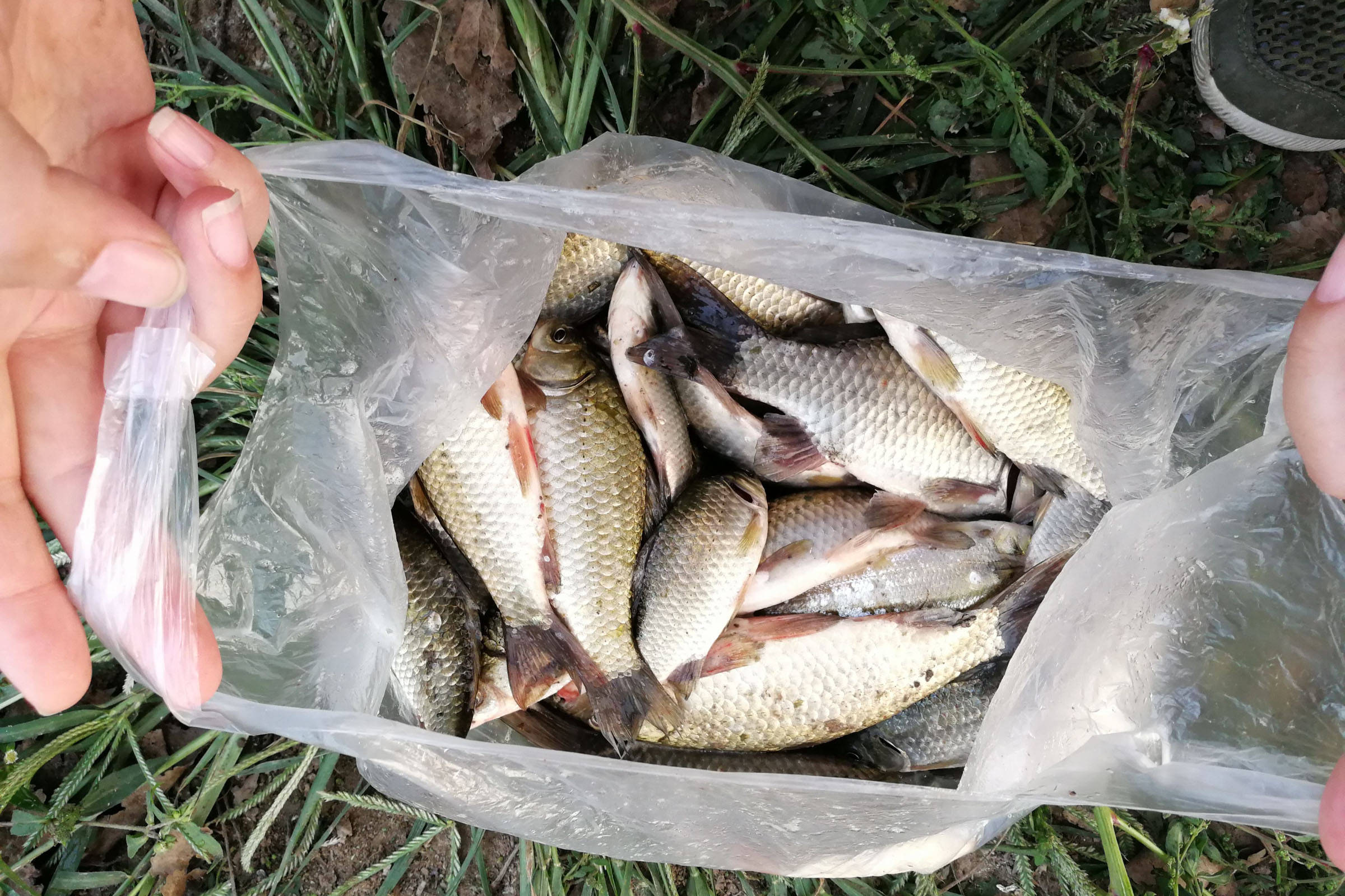 冬季如何野釣鯽魚野生鯽魚喜歡什麼味型冬季野釣鯽魚的技巧