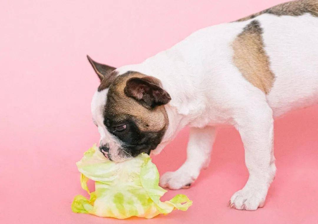 那天是国际素食日我让毛小孩陪我一起吃素