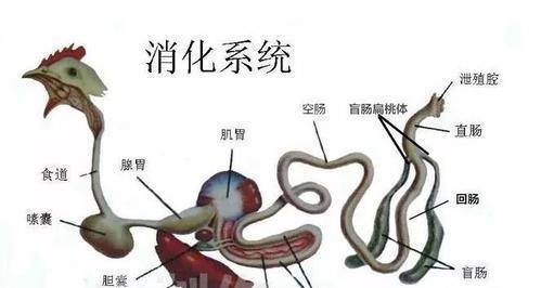 另外部分鱼类和两栖动物也会吞食石头,还有海豹和齿鲸也有这个习惯