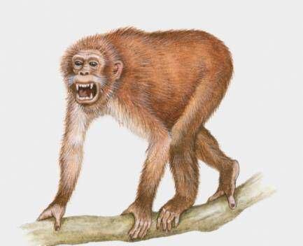 原上猿人类的演化和发展1500