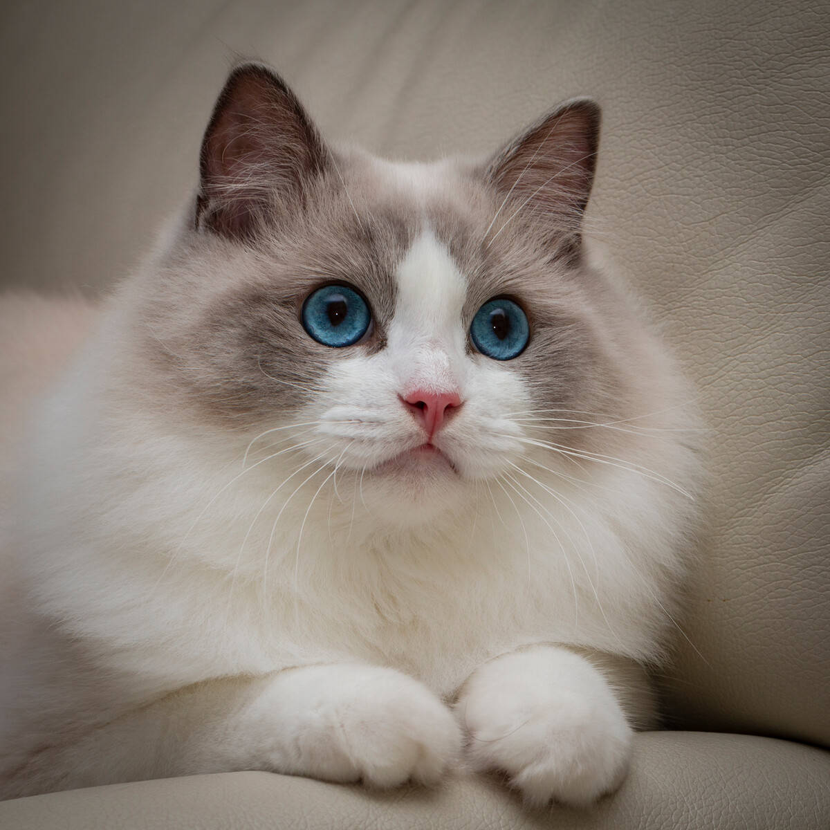 最好养的猫 来自搜狐网