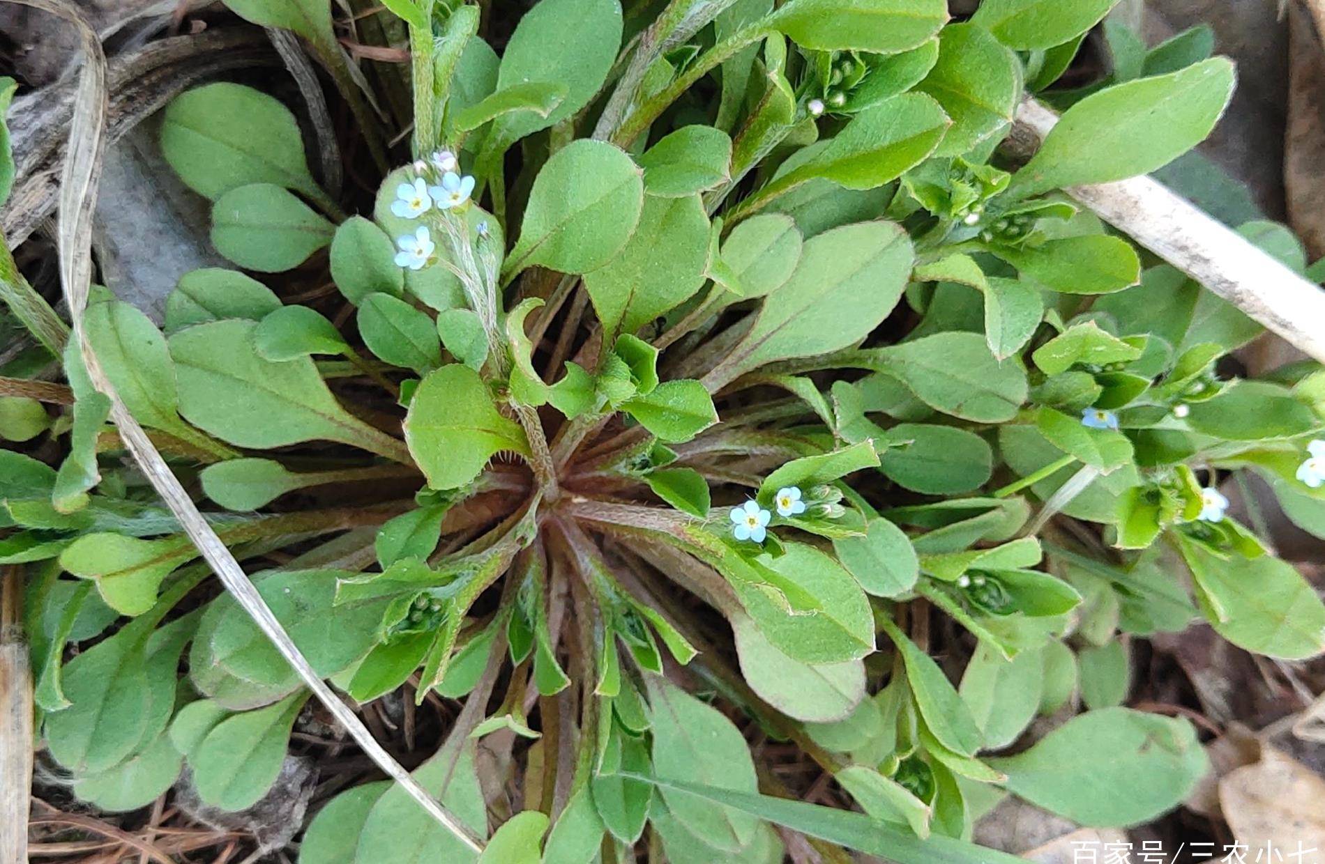 当野菜不够吃,晒干了也能卖50元1斤,这种植物值得你收藏吗?