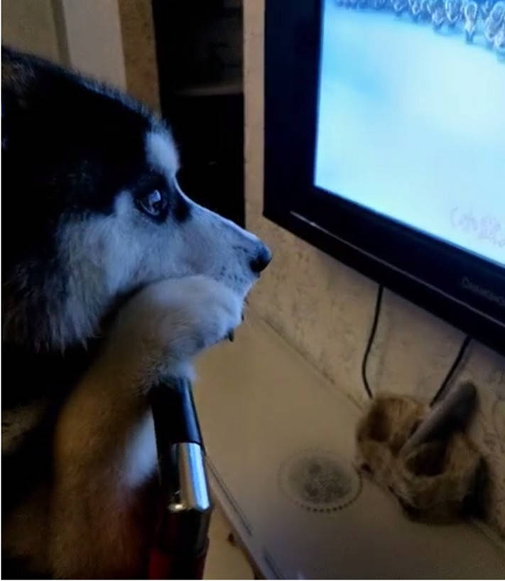 二哈双手趴在椅子上,专心致志看电视,主人一关电视反应亮了