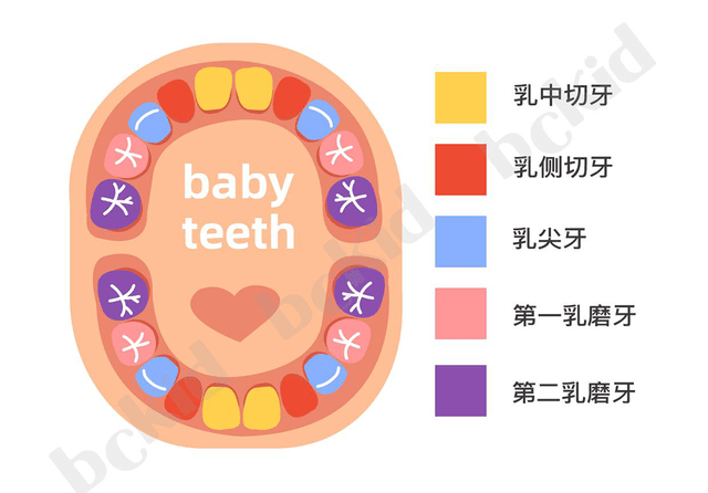 寶寶出牙對照表看看長對了沒