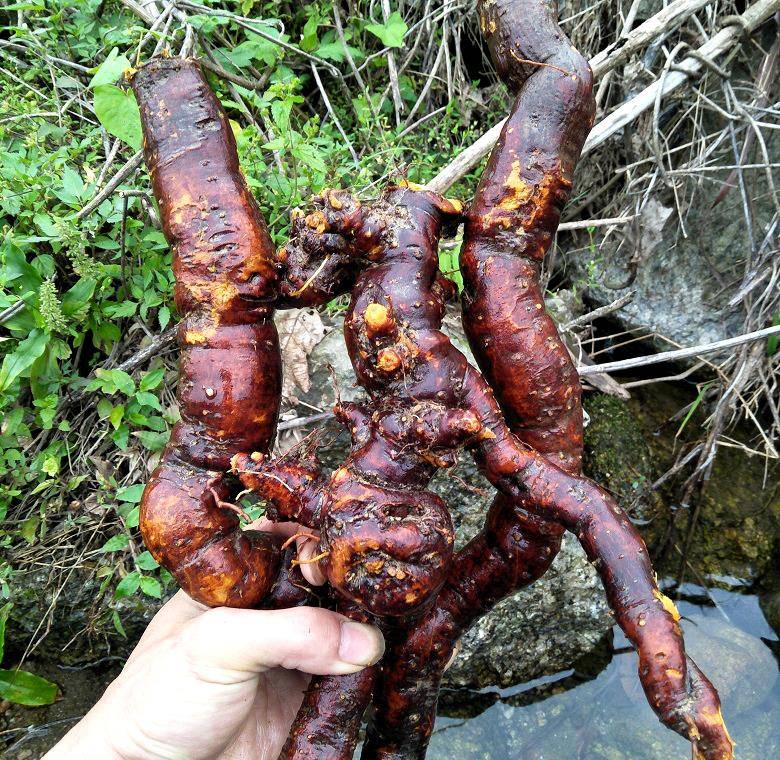 在国外几乎无解在国内很受欢迎苗是野菜根是药材20元1斤