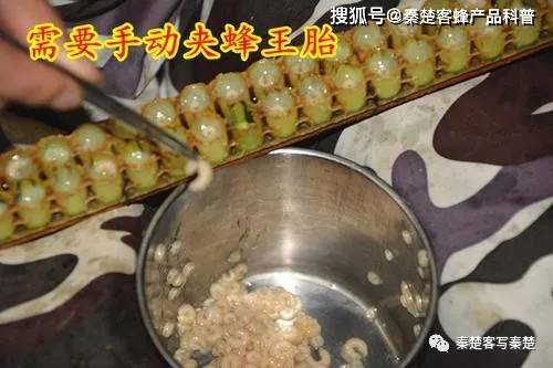 说通俗一点,蜂王胎就是幼年的蜜蜂,是一条虫子状态的蜜蜂.