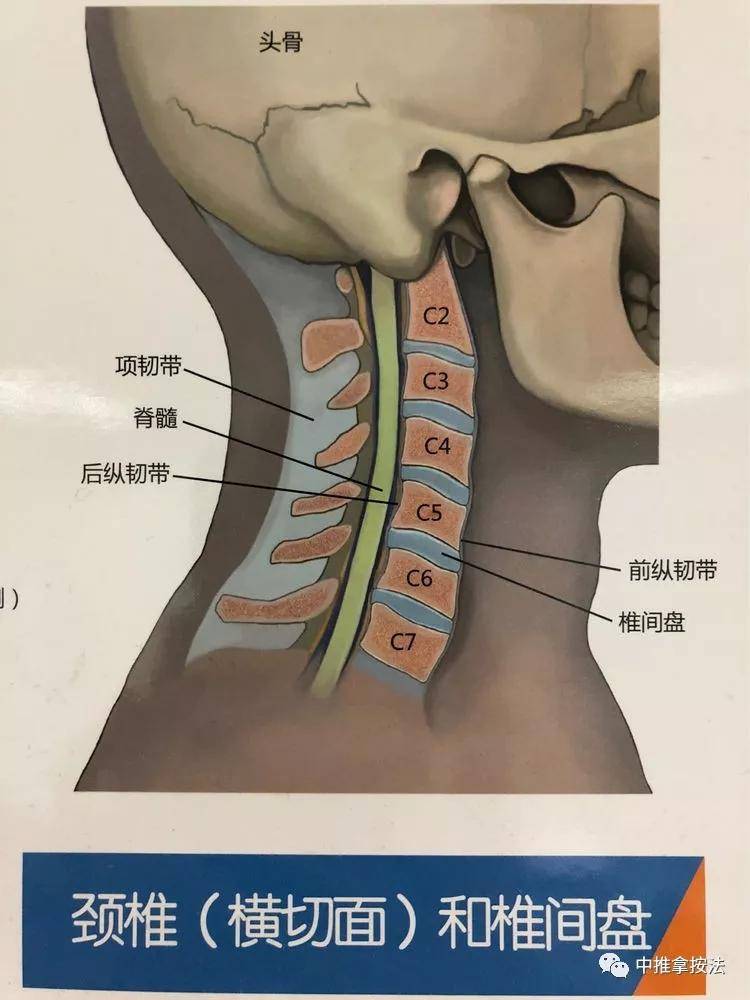 颈六颈七位置示意图图片