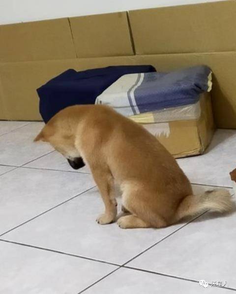 小柴柴想和主人玩却被拒绝,低着头生起闷气:没人陪我玩