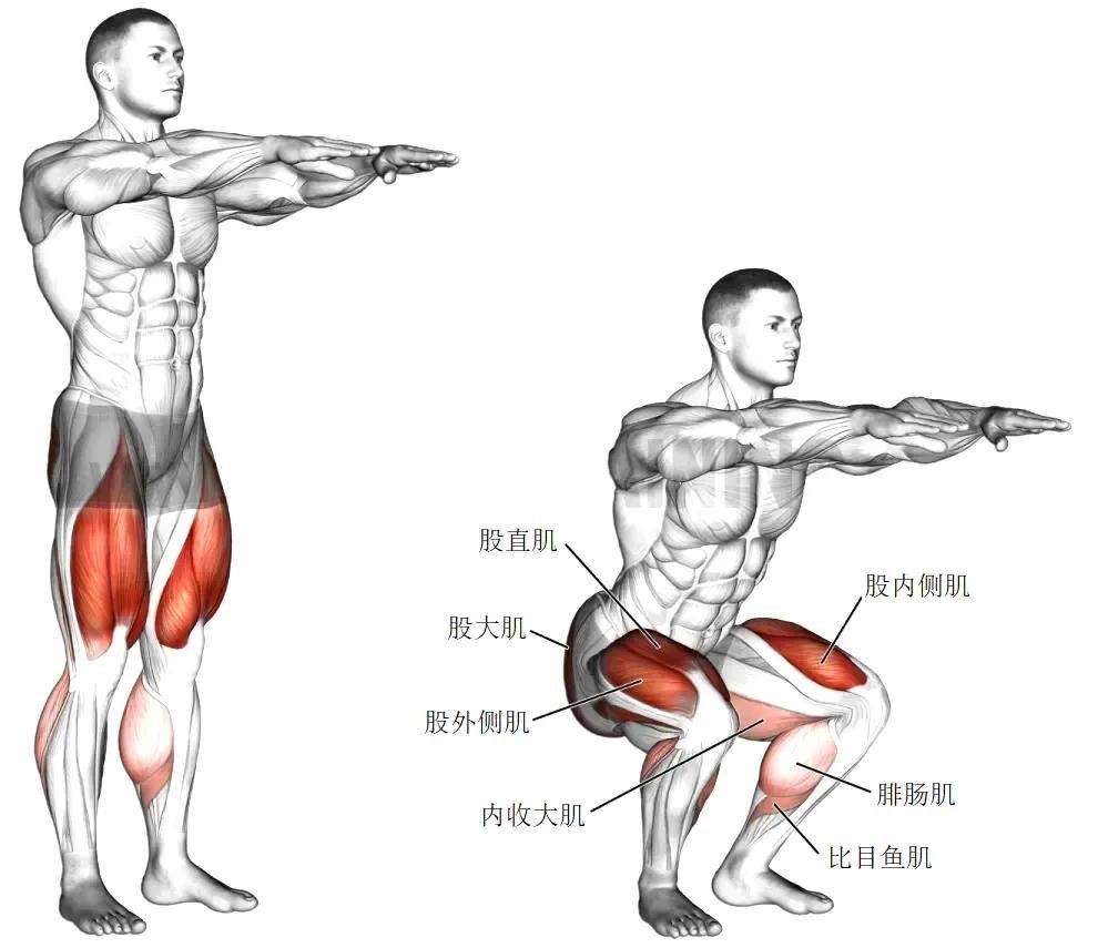 锻炼腿部肌肉的动作图片