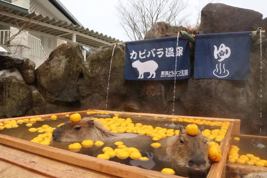 水豚被放进热水里,还以为是在虐待它,后来才知道它竟是在享受