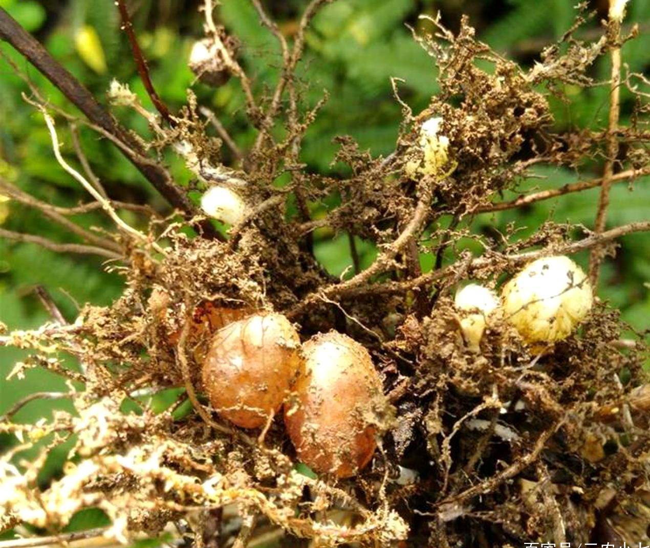 老水井边有凤凰蛋若发现请别扯掉它的价值很珍贵不是杂草