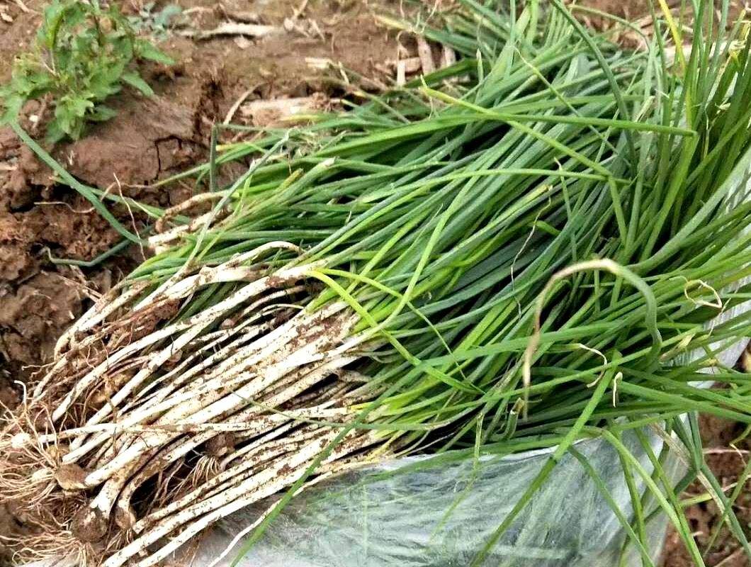 春天最香的野菜之一,商家卖20元1斤,网友:一挖一大把1斤值2元