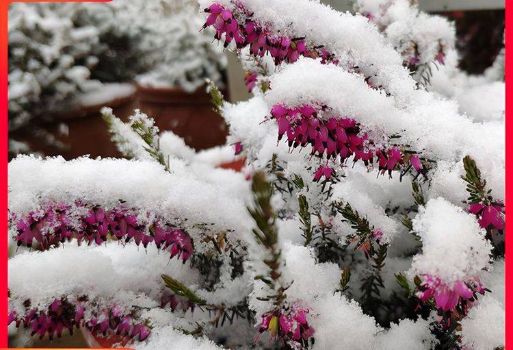 当然还有很多的耐冻的花卉,在冬天一定要经过冬天的历练,到第2年才会