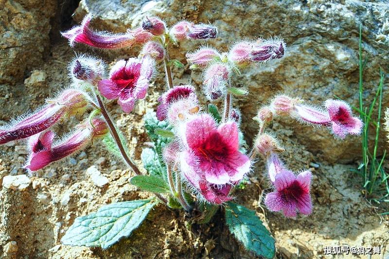 人称"酒壶花",根长得像红薯 "服之面如桃花,轻身不老"