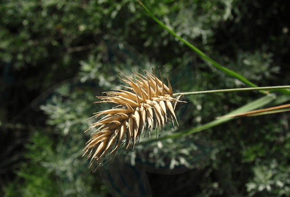 扁穗冰草的种植方法流程可作牧草又是保持水土的优良草种