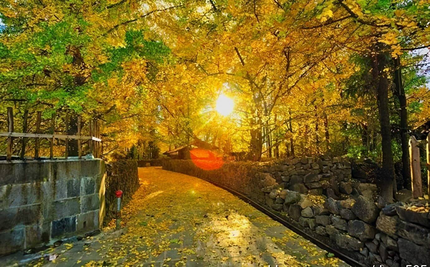 没去过云南腾冲银杏村,你就不知道银杏到底有多美?