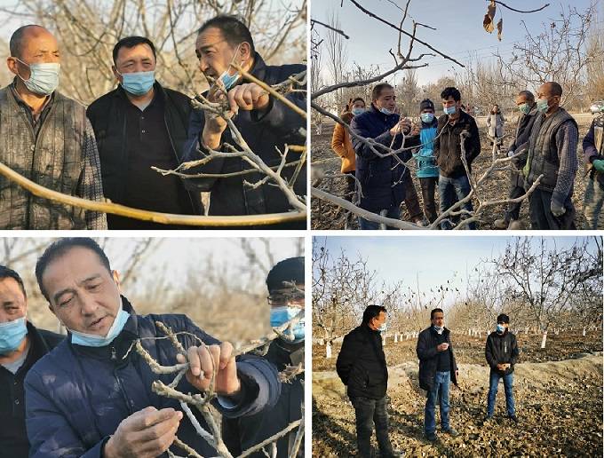 清风网讯(阿瓦提县水利局:程玉泉)为切实提高核桃种植户的产量及质量