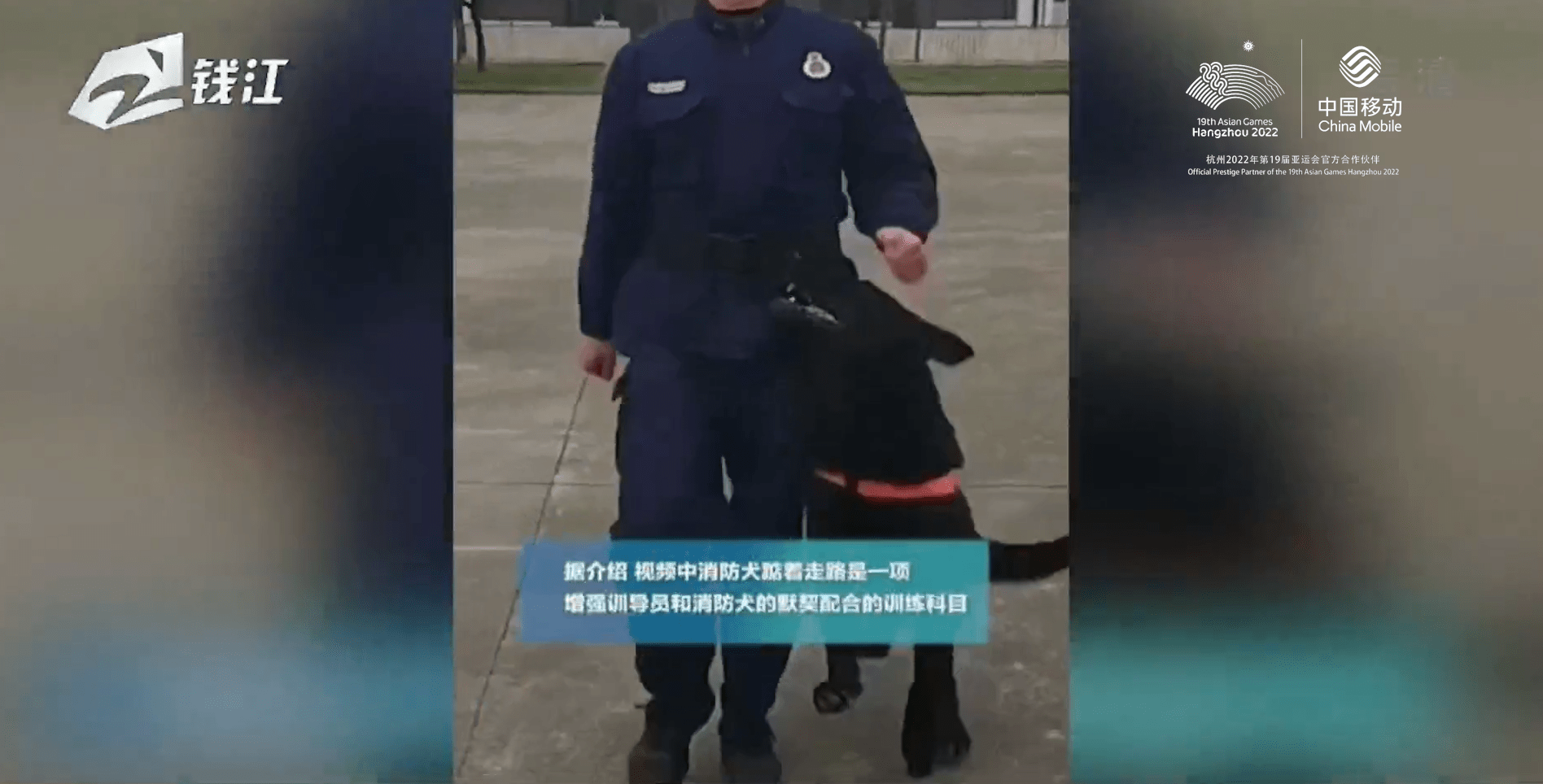 原來你是這樣的猛犬消防犬秒變黏人精黏到訓導員走不動道