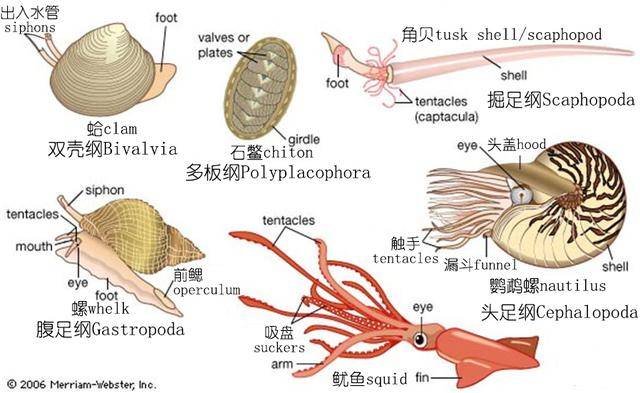 海鲜探索深度研究章鱼鱿鱼墨鱼等软体动物上