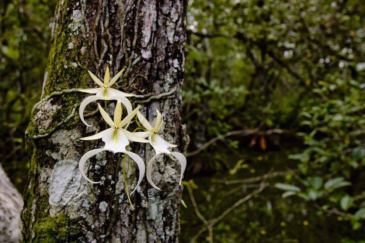 世界最贵的兰花,生长在喜马拉雅山上,价值高达1500万!