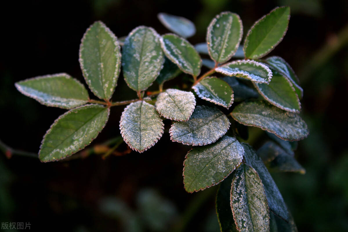 江苏淮安:"大雪"将至,植物叶片凝霜宛若镶上了一圈花边