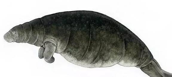 大海牛于200多年前灭绝,和其他海牛目的动物一样是食草动物_手机搜狐