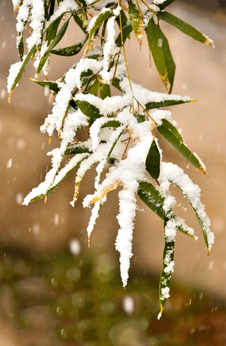 冬天竹子的景色的图片图片