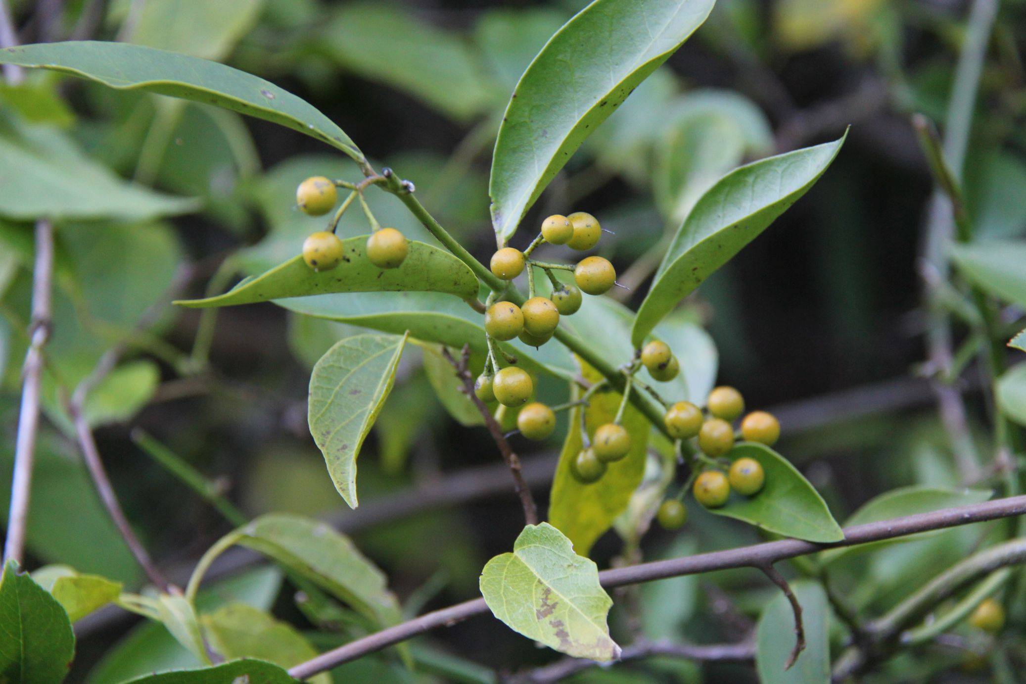 庆元植物1339-马钱科-蓬莱葛属-蓬莱葛
