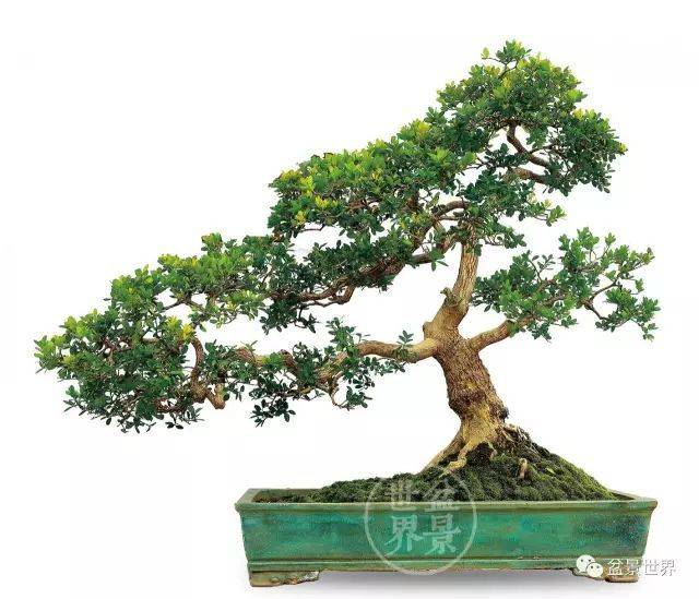 最美的100盆黄杨盆景