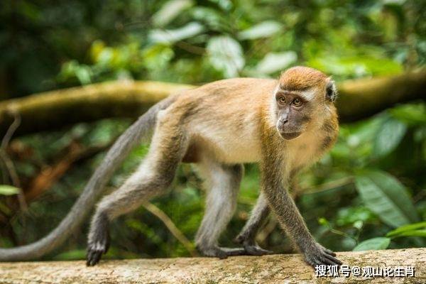 猴猴猴:最近三天会有"大惊喜"找上门,是你这辈子最大的福气