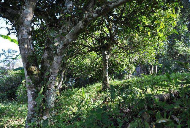 什么是普洱古树茶,普洱古树茶和台地茶如何区分呢?