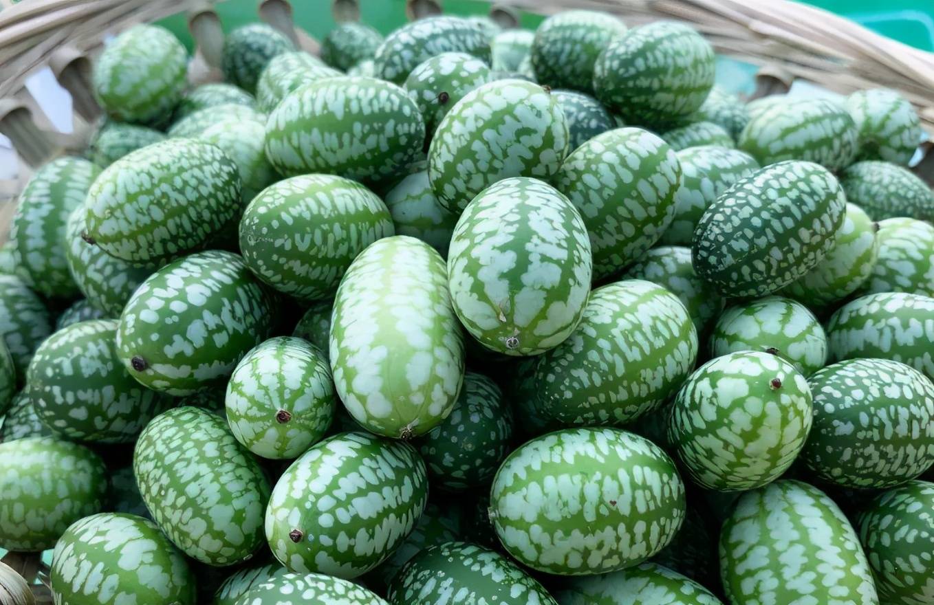 别看他长得很迷你,但是外形竟然和大西瓜几乎一模一样.